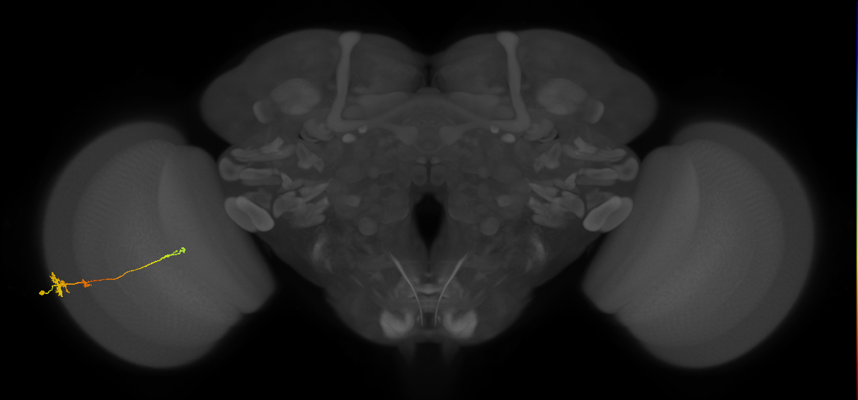 Tm4_L (MaleCNS:30055)