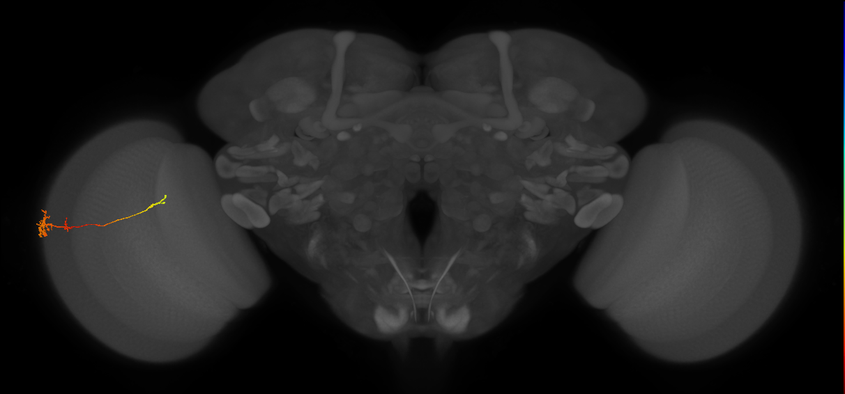 Tm4_L (MaleCNS:514834)
