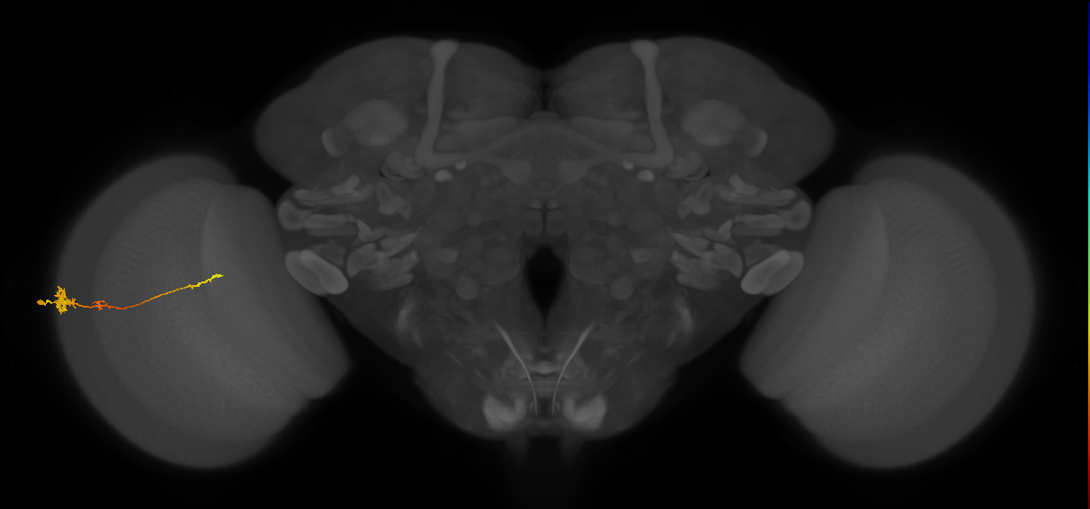 Tm4_L (MaleCNS:76024)