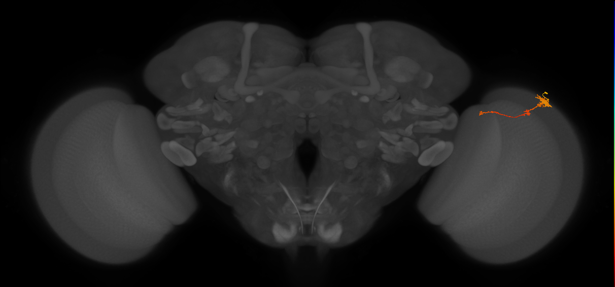Tm4_R (MaleCNS:80998)
