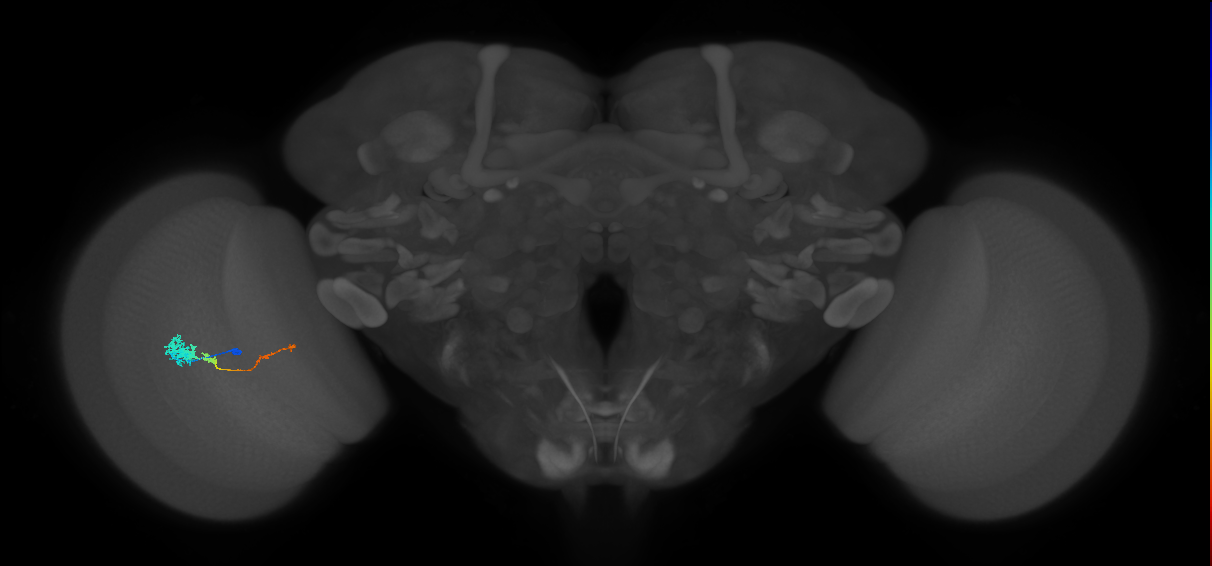 Tm4_L (MaleCNS:76016)