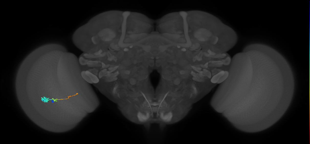 Tm4_L (MaleCNS:534943)