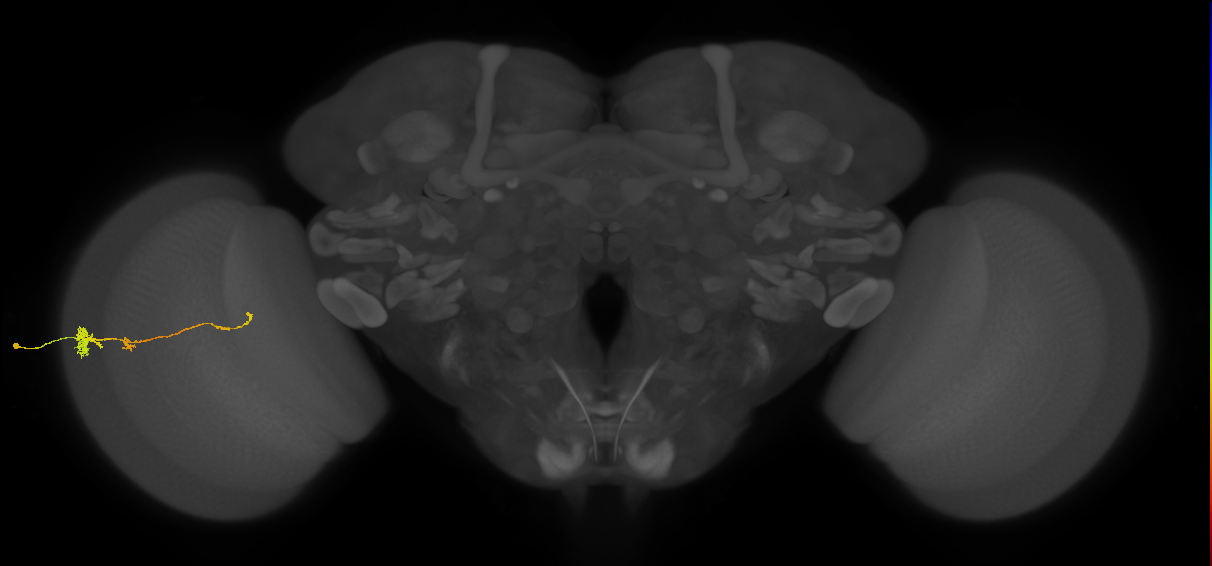 Tm4_L (MaleCNS:77683)