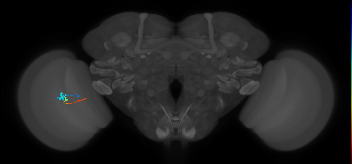 Tm4_L (MaleCNS:515456)