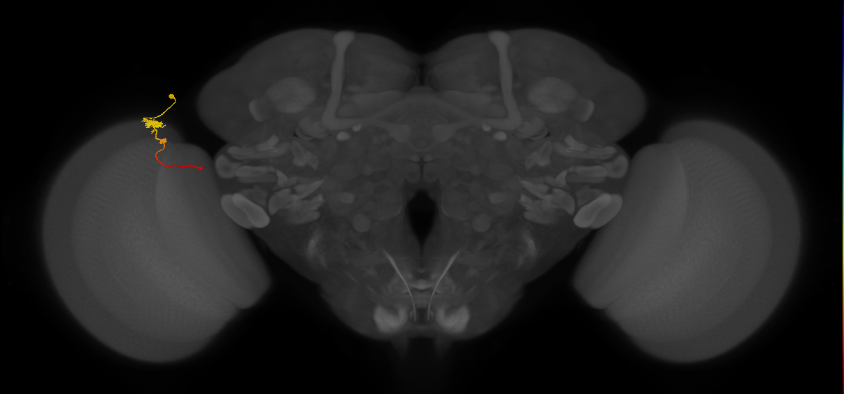 Tm4_L (MaleCNS:147414)