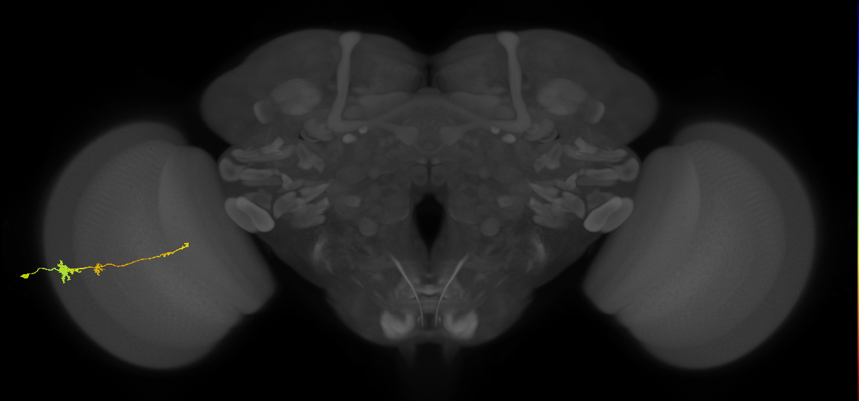 Tm4_L (MaleCNS:19506)
