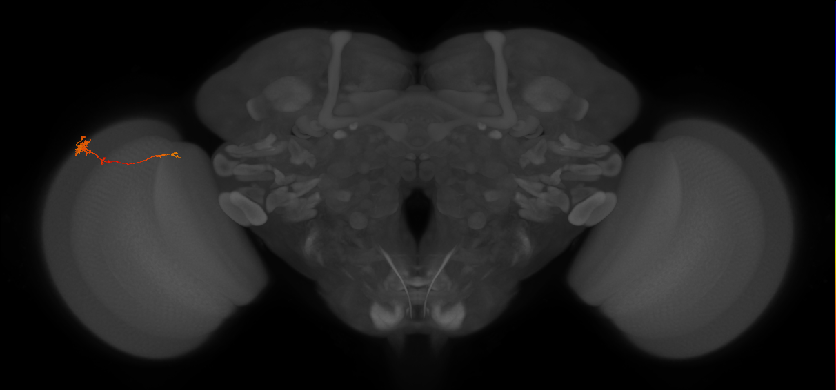 Tm4_L (MaleCNS:101504)