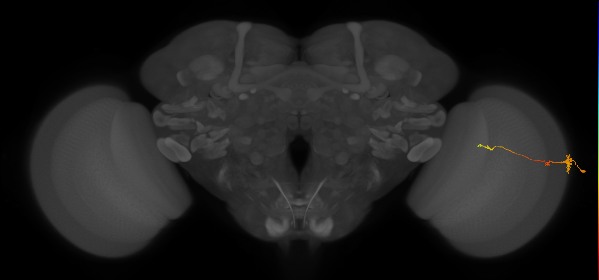Tm4_R (MaleCNS:83662)