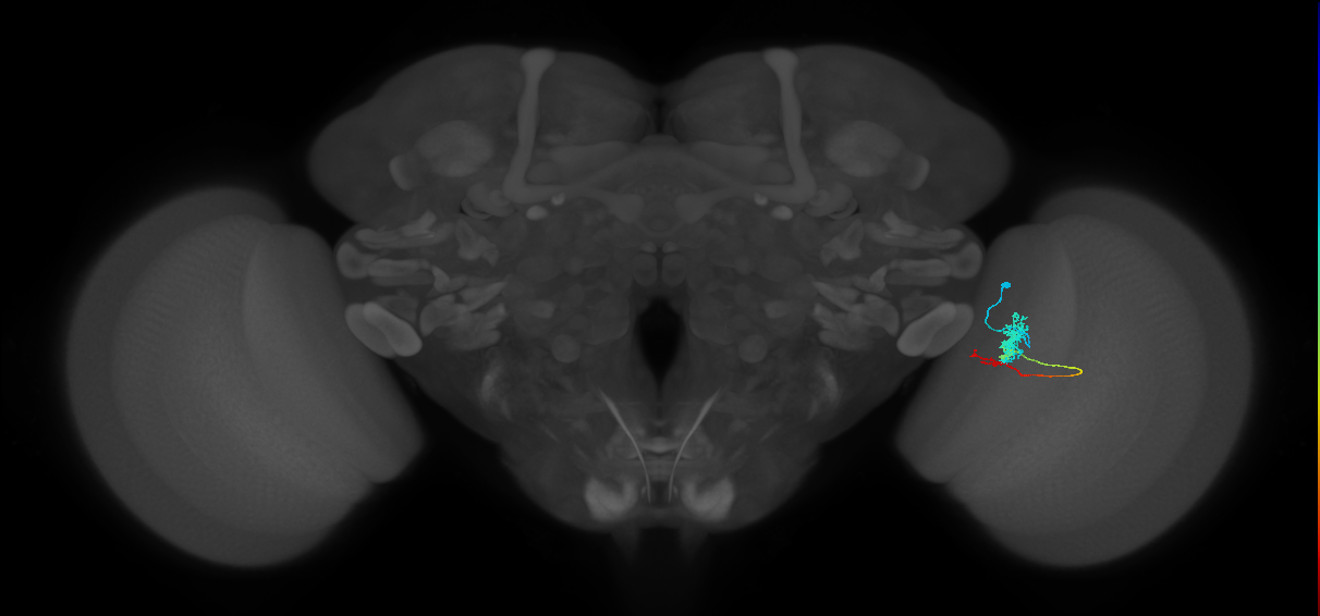 Tm4_R (MaleCNS:86039)