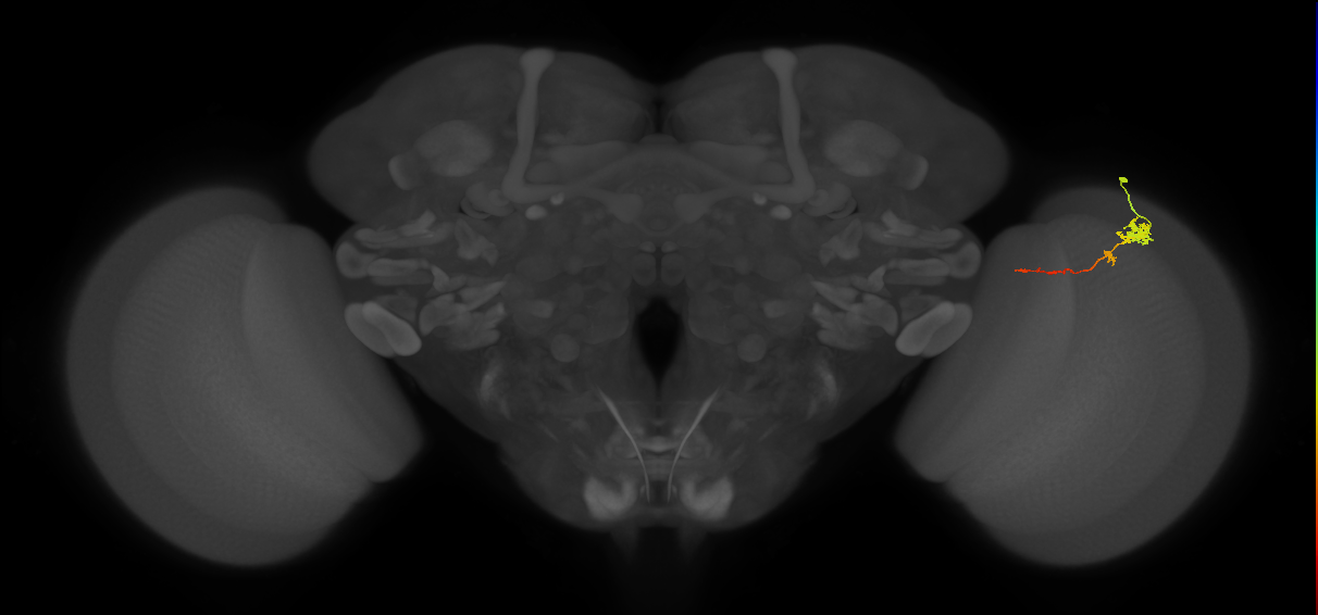 Tm4_R (MaleCNS:98524)