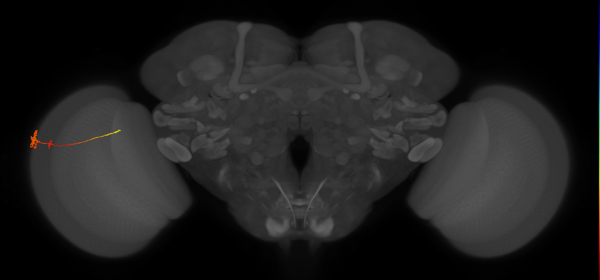 Tm4_L (MaleCNS:86236)
