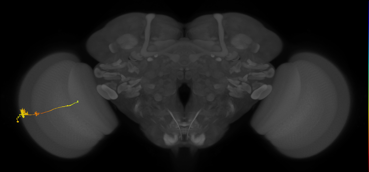 Tm4_L (MaleCNS:512603)