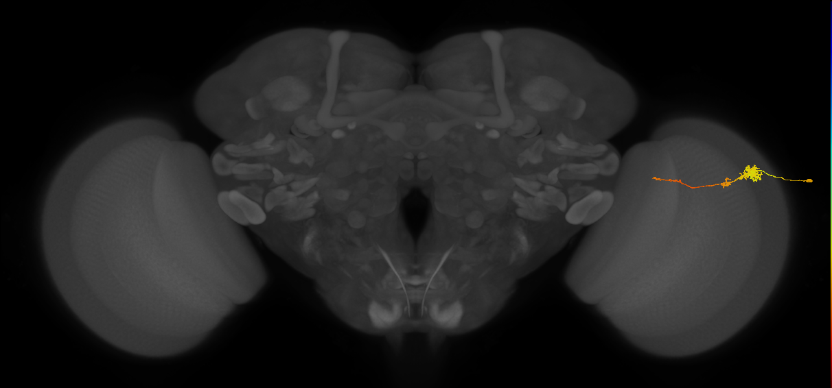 Tm4_R (MaleCNS:115573)