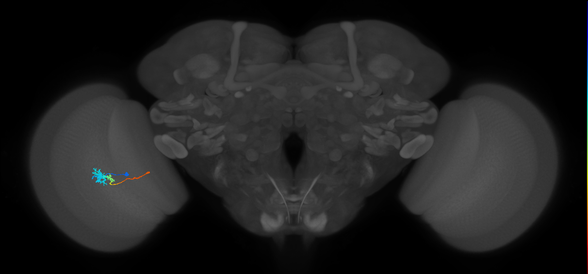 Tm4_L (MaleCNS:516978)