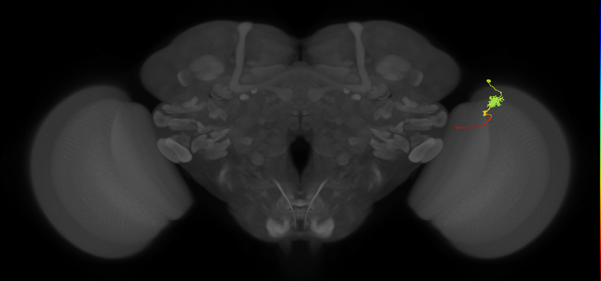 Tm4_R (MaleCNS:80885)