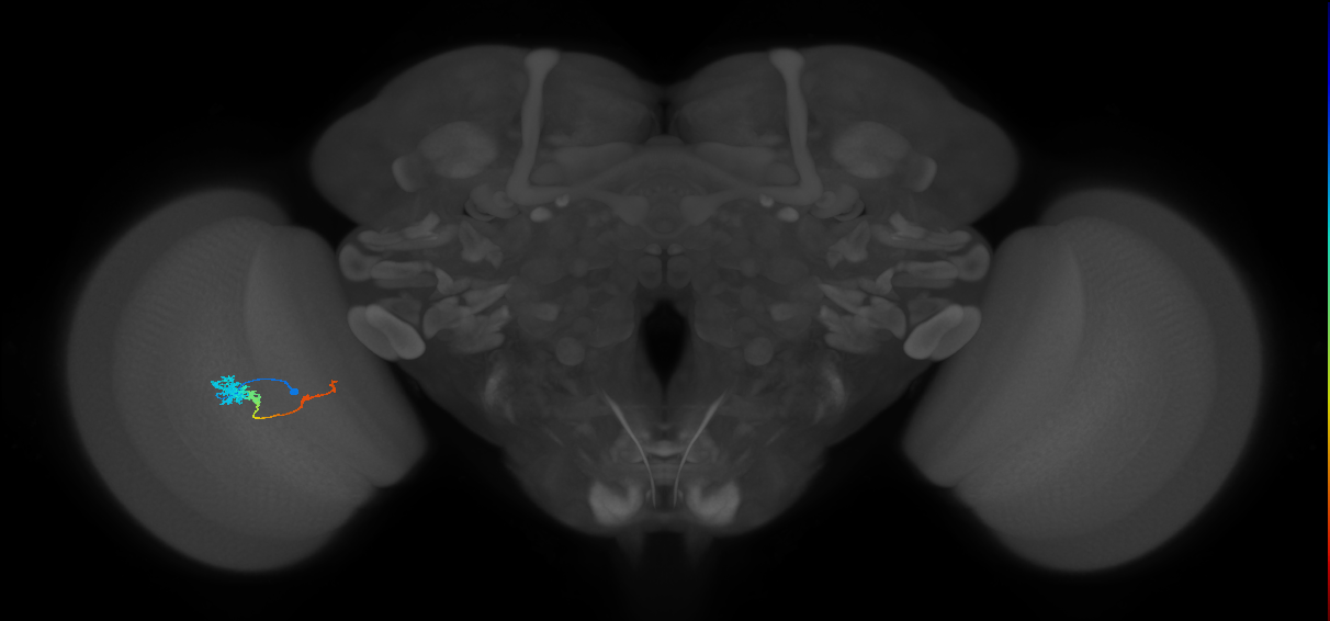 Tm4_L (MaleCNS:42378)