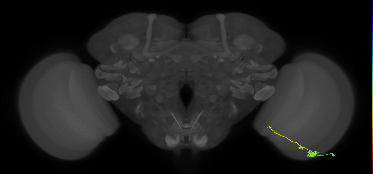 Tm4_R (MaleCNS:72498)