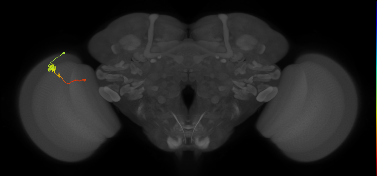Tm4_L (MaleCNS:537140)