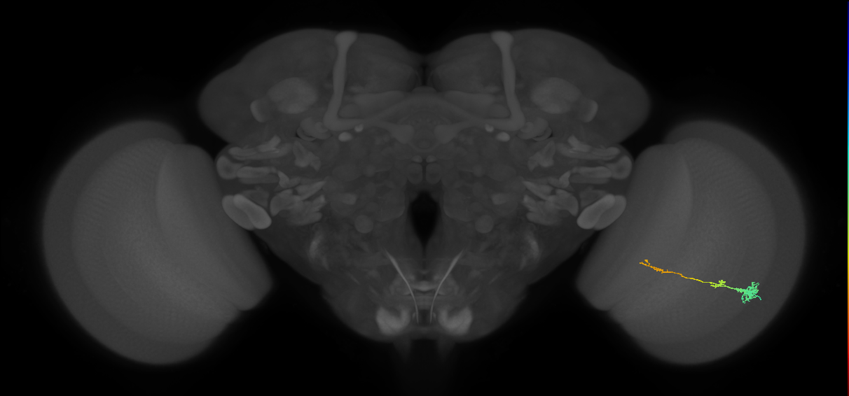 Tm4_R (MaleCNS:105589)