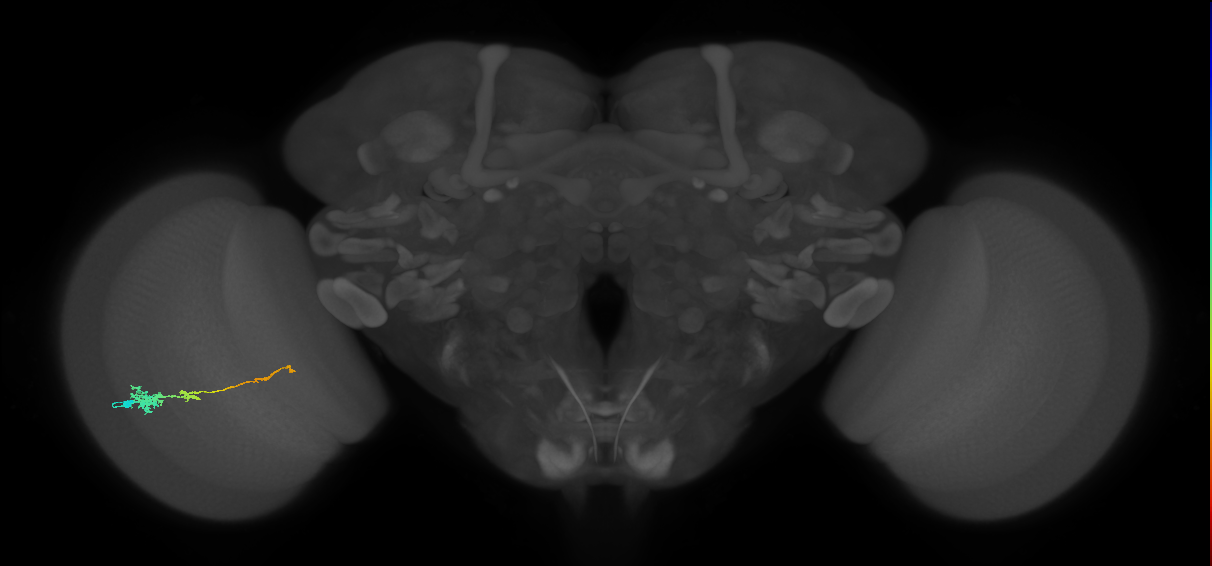 Tm4_L (MaleCNS:73825)