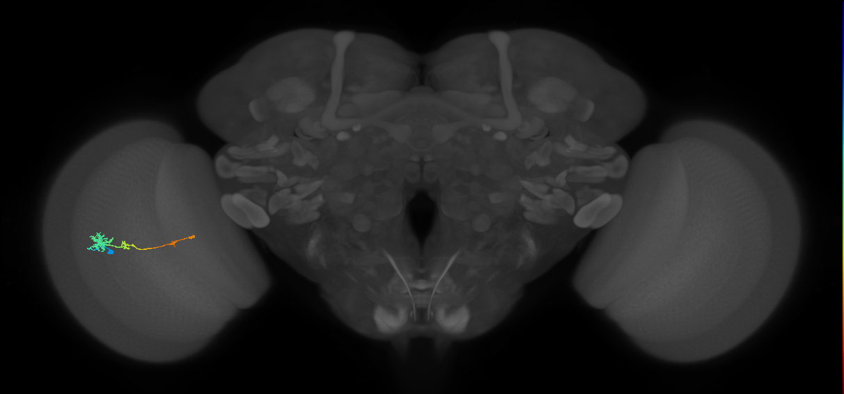 Tm4_L (MaleCNS:520417)
