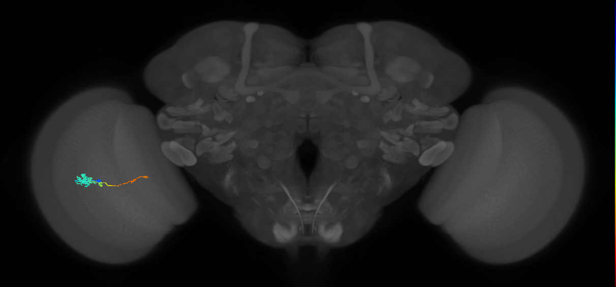 Tm4_L (MaleCNS:530290)