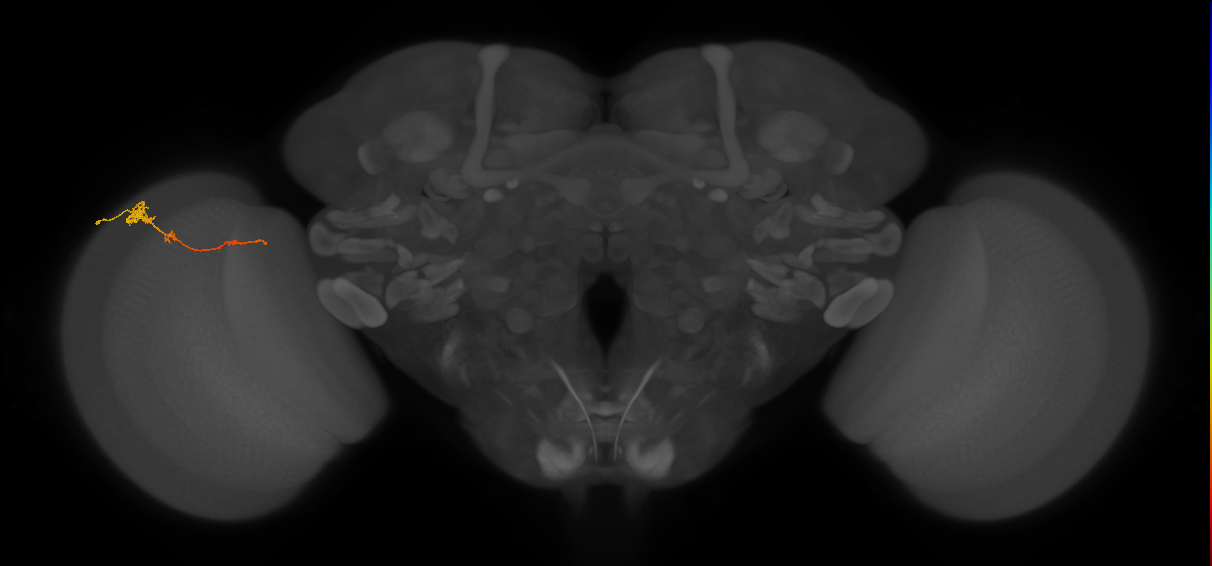 Tm4_L (MaleCNS:55169)