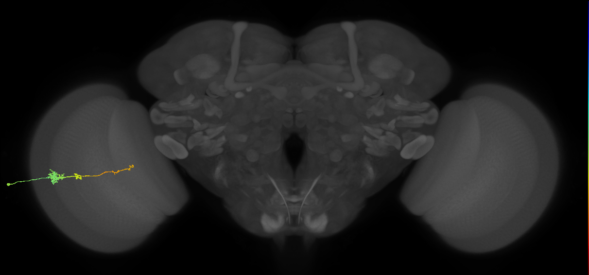 Tm4_L (MaleCNS:17581)