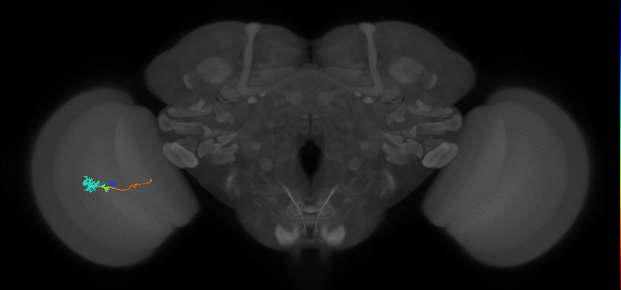 Tm4_L (MaleCNS:26072)
