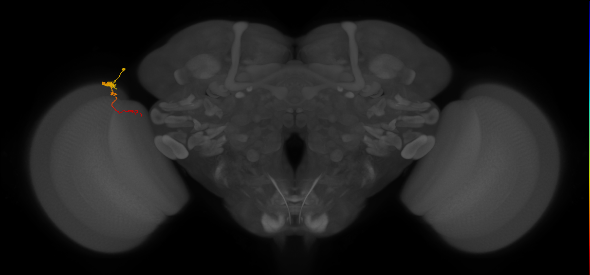 Tm4_L (MaleCNS:132314)