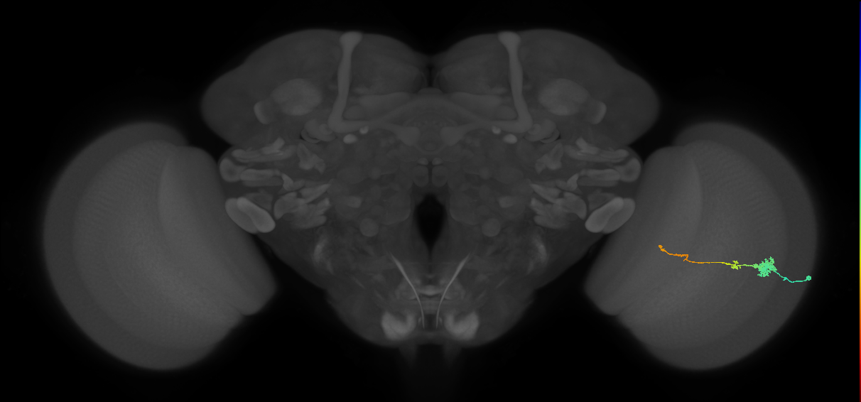 Tm4_R (MaleCNS:66173)