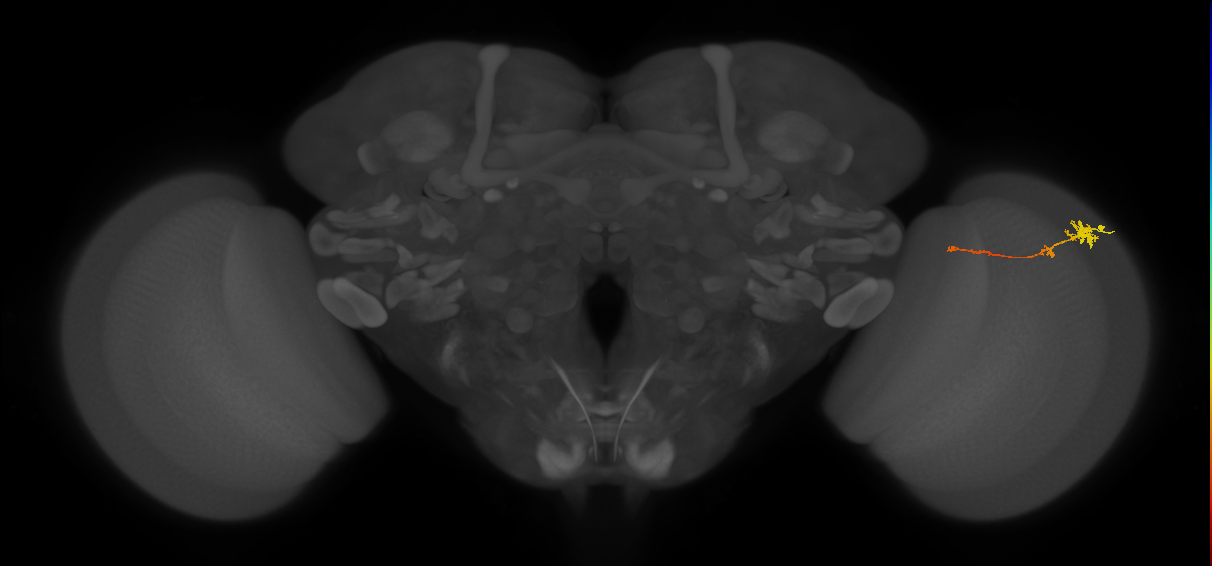 Tm4_R (MaleCNS:84128)
