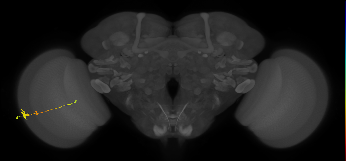 Tm4_L (MaleCNS:533464)