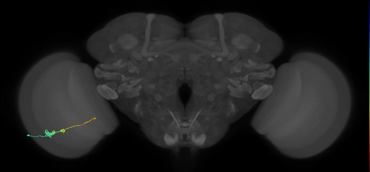 Tm4_L (MaleCNS:520557)