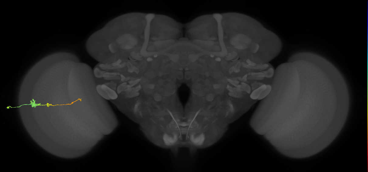 Tm4_L (MaleCNS:59308)