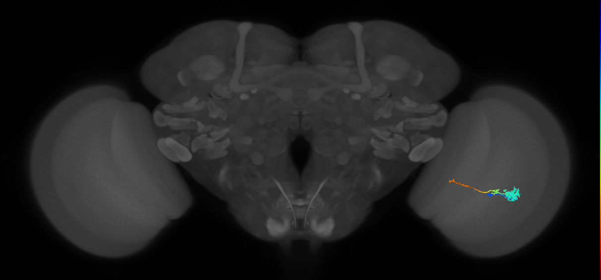 Tm4_R (MaleCNS:79678)