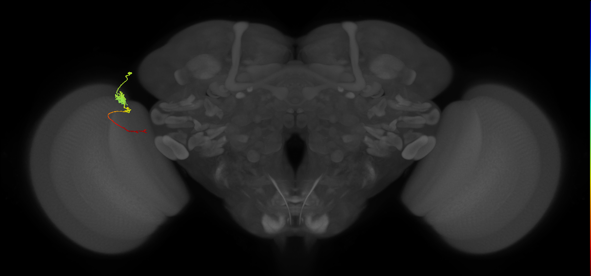 Tm4_L (MaleCNS:103876)