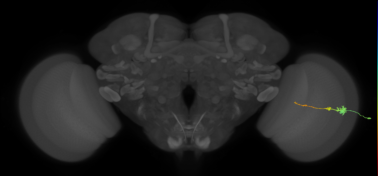 Tm4_R (MaleCNS:66836)