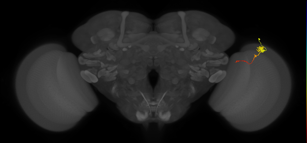 Tm4_R (MaleCNS:74880)