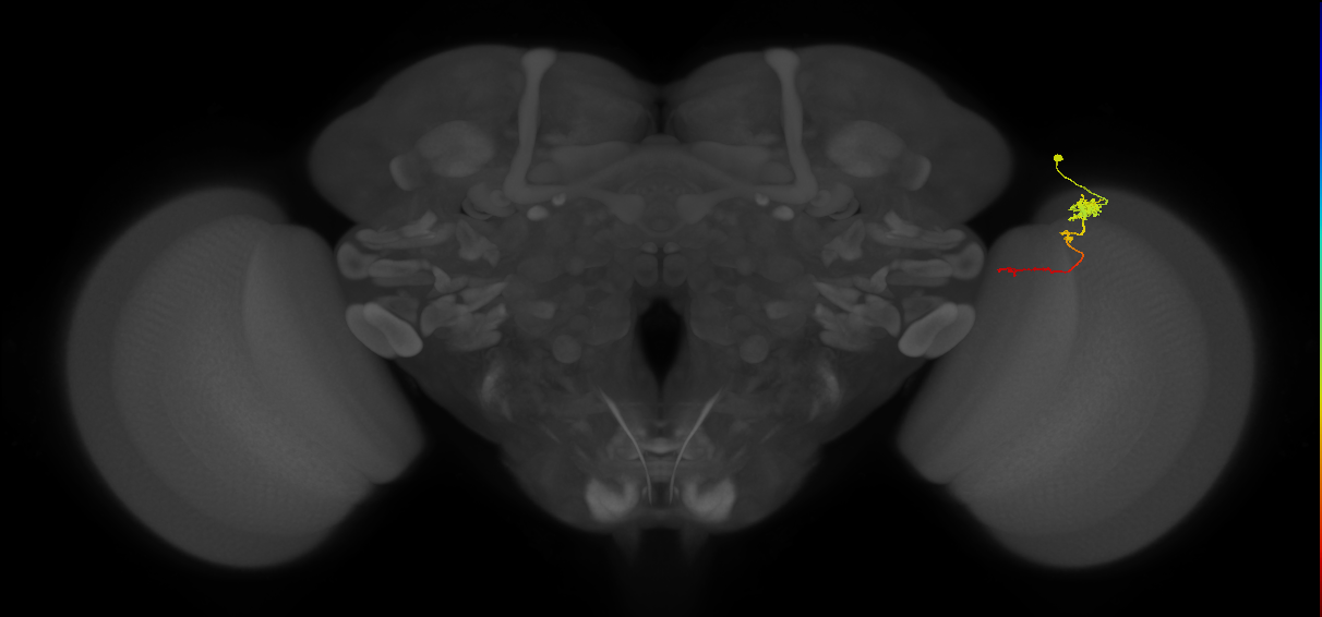 Tm4_R (MaleCNS:92632)