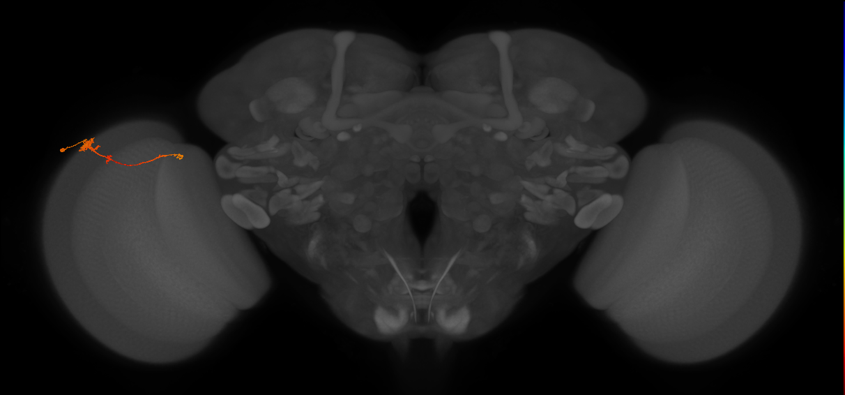 Tm4_L (MaleCNS:537430)