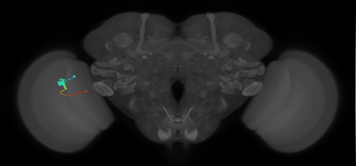 Tm4_L (MaleCNS:164955)