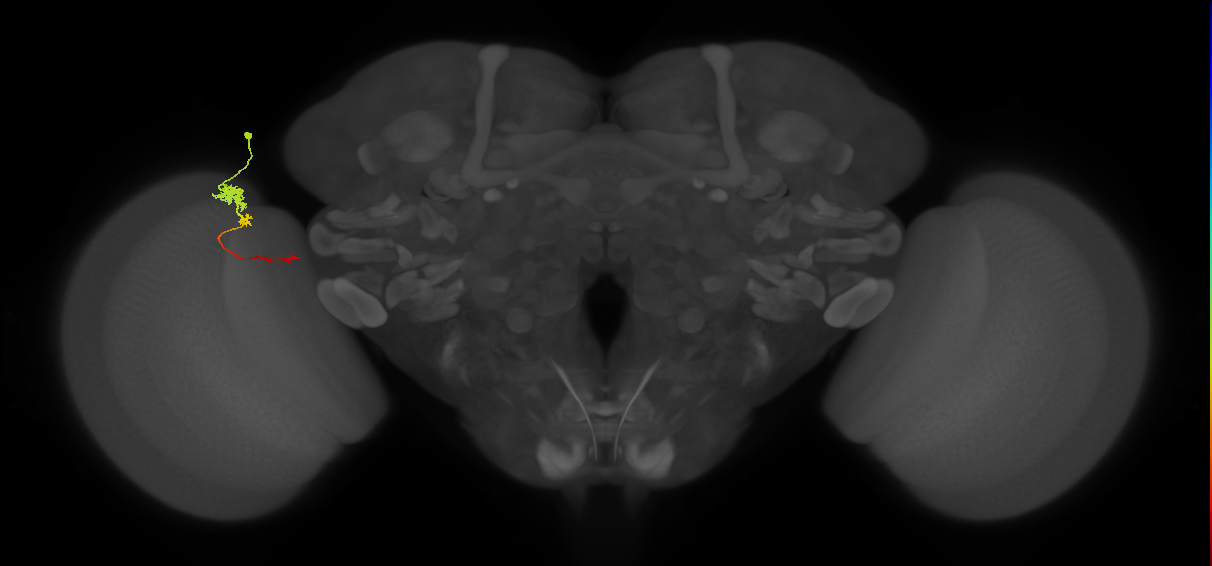 Tm4_L (MaleCNS:135317)