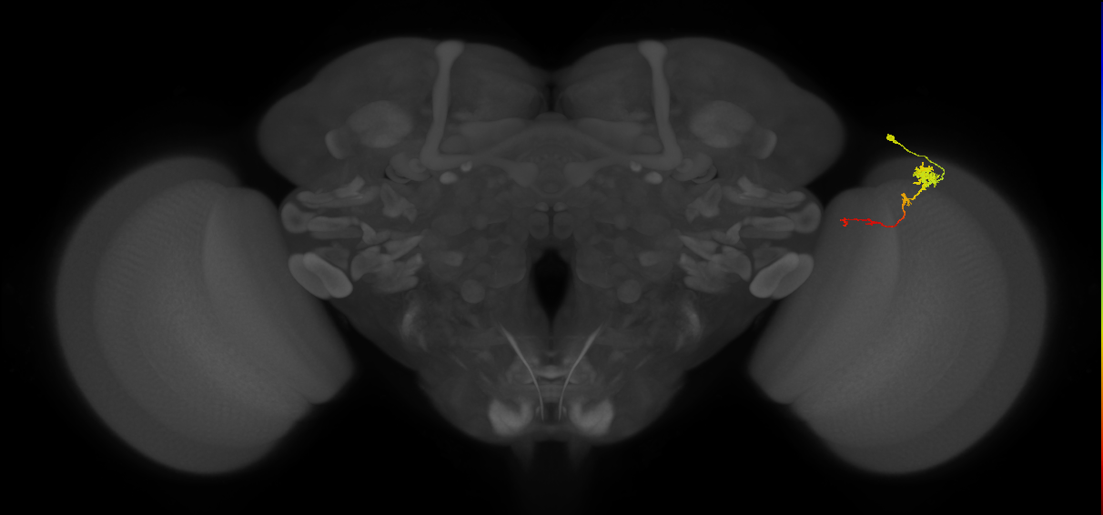 Tm4_R (MaleCNS:80774)
