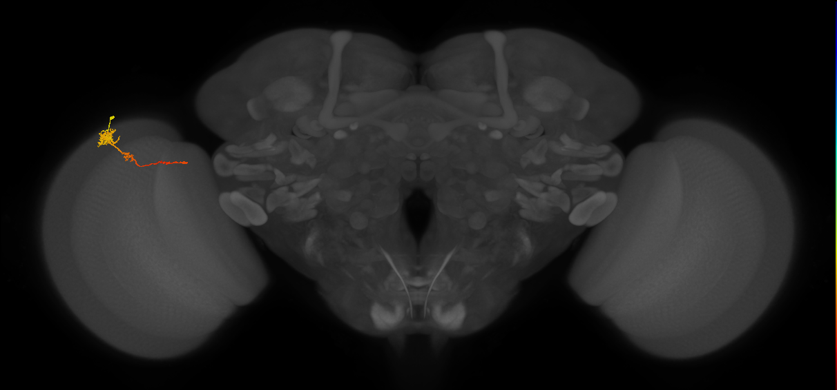 Tm4_L (MaleCNS:61209)