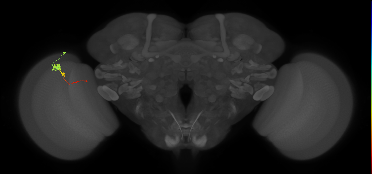 Tm4_L (MaleCNS:90827)