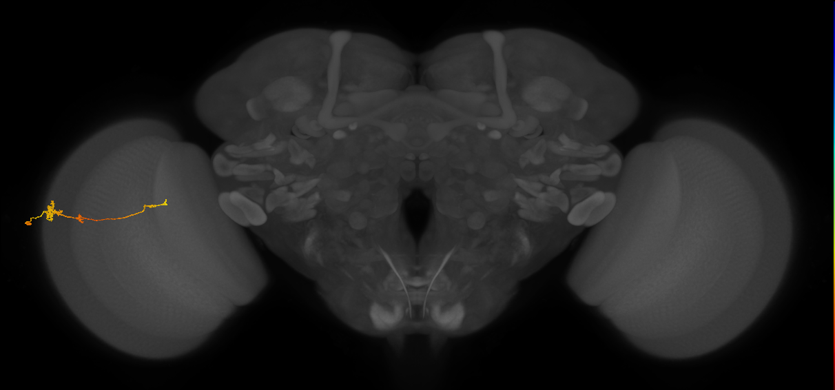 Tm4_L (MaleCNS:535354)