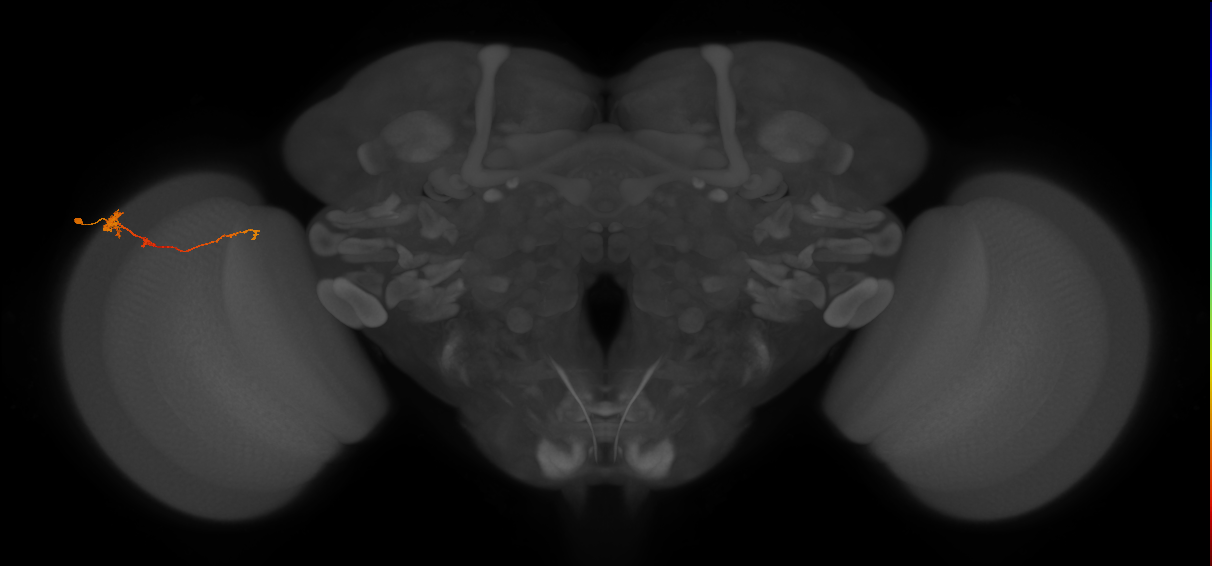 Tm4_L (MaleCNS:532292)