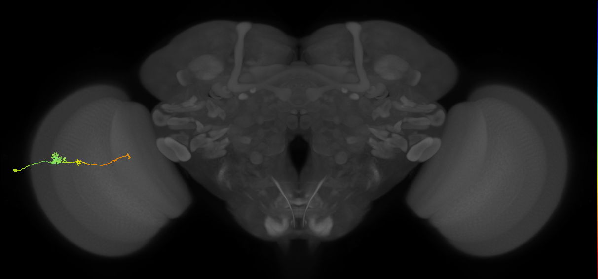 Tm4_L (MaleCNS:33658)