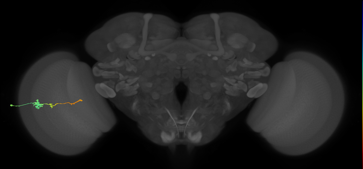 Tm4_L (MaleCNS:70033)